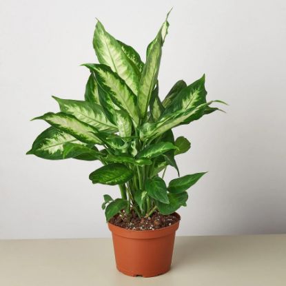 Picture of Dieffenbachia-camille 10'