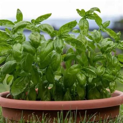 Picture of Basil Plant 6"