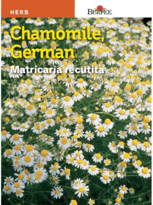 Picture of German Chamomile Seeds