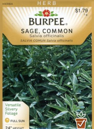 Picture of Broad Leaf Sage Seeds