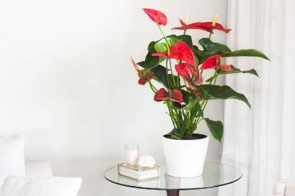 Picture of Anthurium 5"
