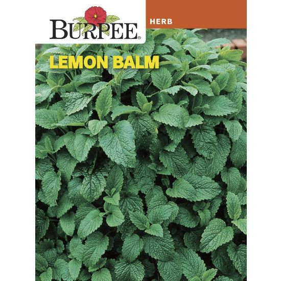 Picture of Lemon Balm Seeds
