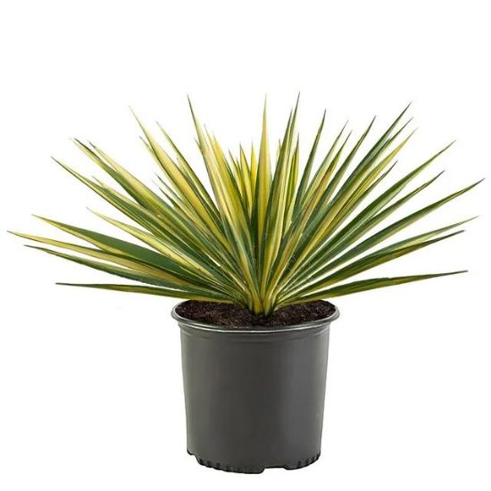 Picture of Yucca Cane 10"
