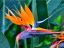 Picture of Bird Of Paradise 10"