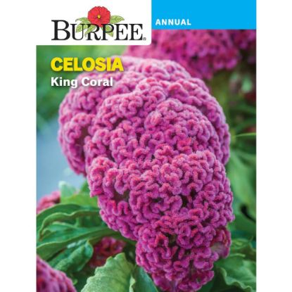 Picture of Celosia,king Coral
