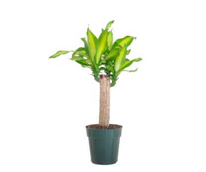 Picture of Dracaena Cane In Pot 5.5"