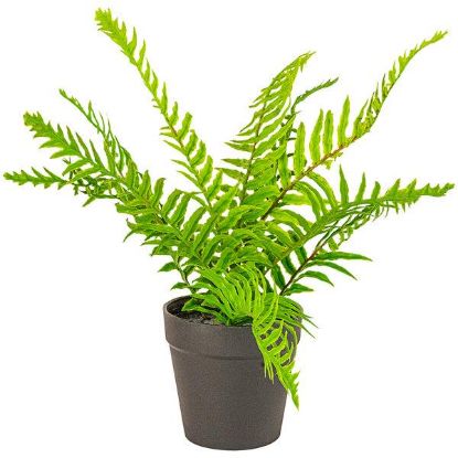 Picture of 4" Fern
